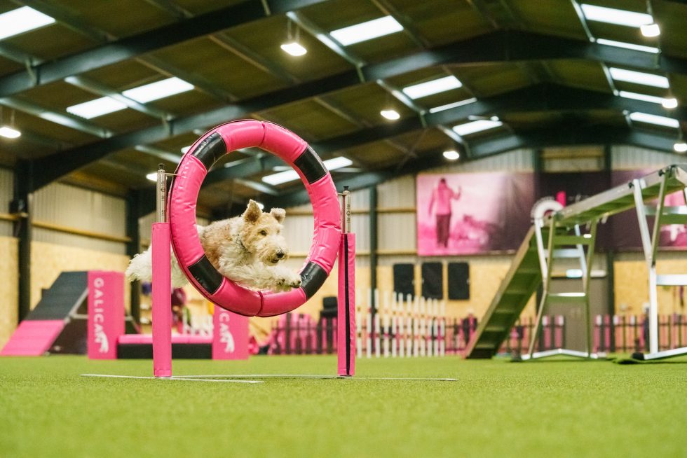 Agility Venue Hire Ogilvie Dogs